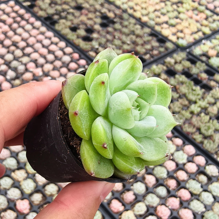 Echeveria 'Tosca Queen'