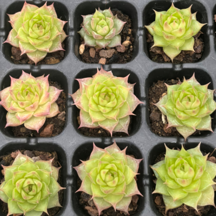 Echeveria 'Tosca Queen'