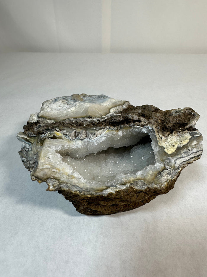 Florida Fossil