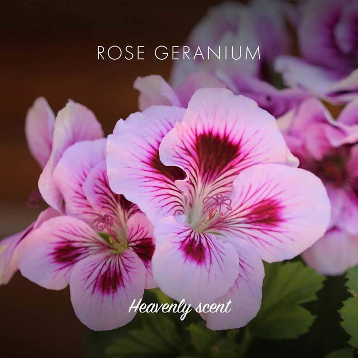 Friendly Soap - Rose Geranium &Keep