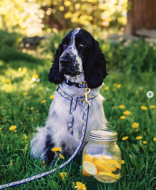 MAKE-LEMONADE-DOG-COLLAR-LEASH