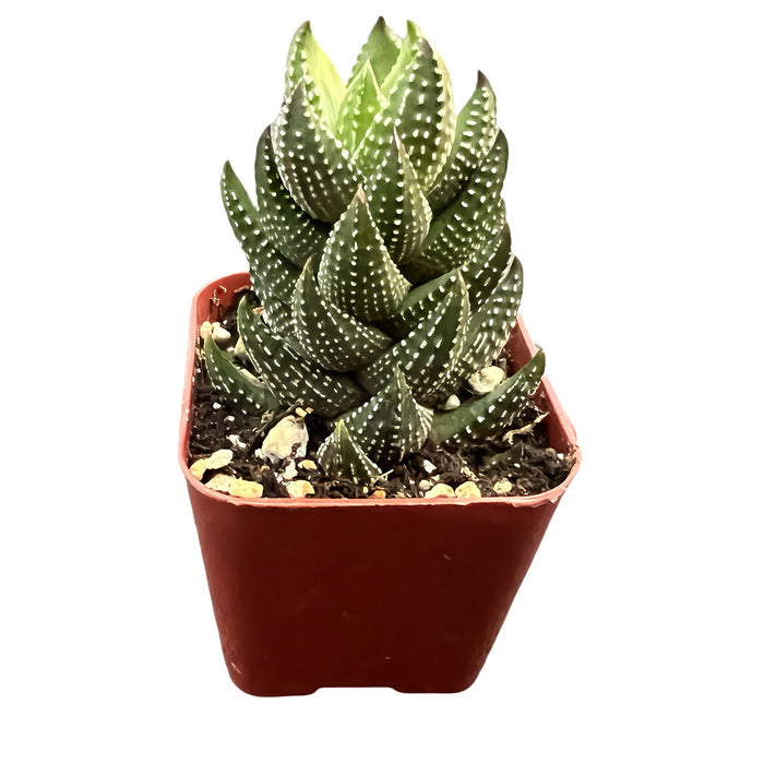 Haworthia coarctata f.chalwini