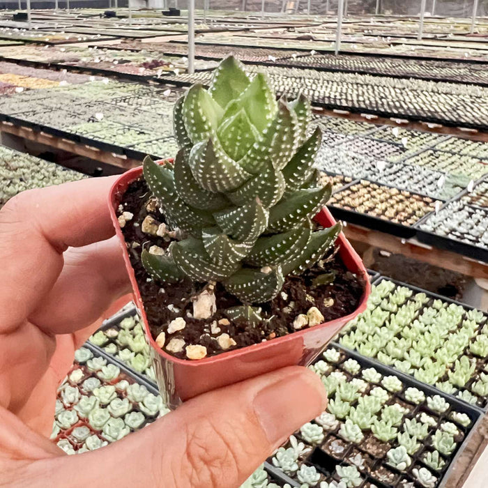 Haworthia coarctata f.chalwini