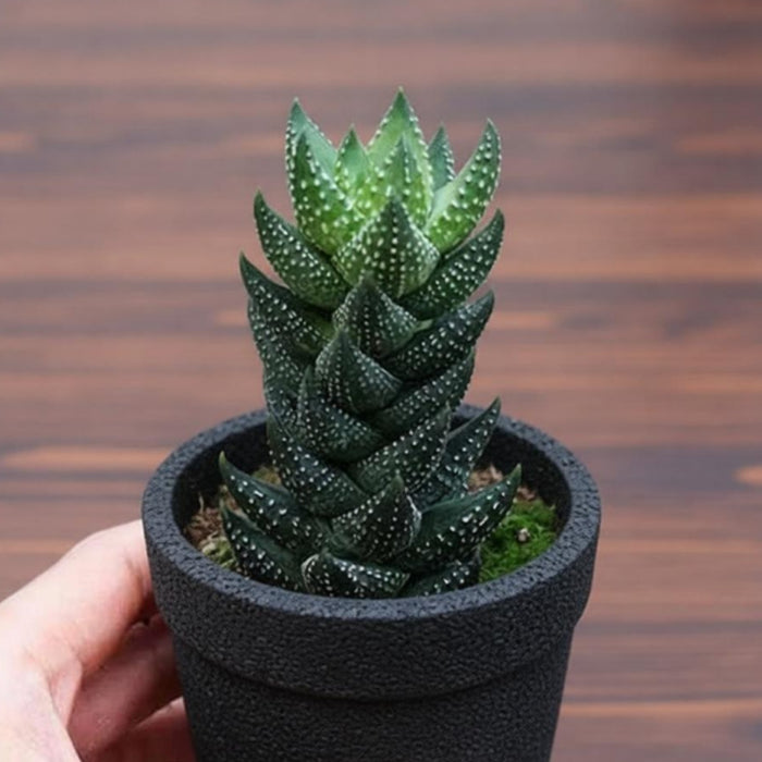 Haworthia coarctata f.chalwini