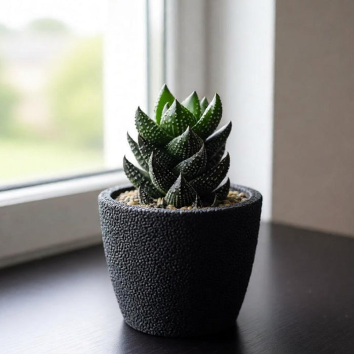 Haworthia coarctata f.chalwini