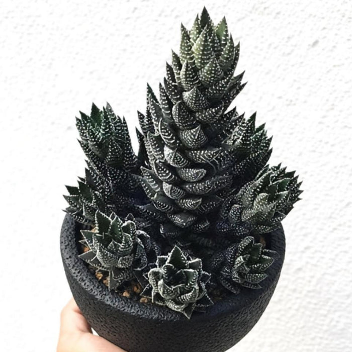 Haworthia coarctata f.chalwini
