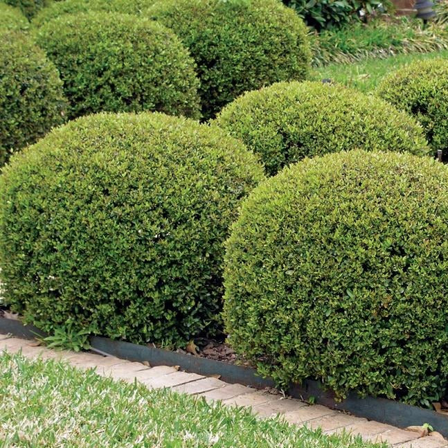 Hoogendorn Holly with dense dark green evergreen foliage growing as a low rounded shrub in a landscape bed