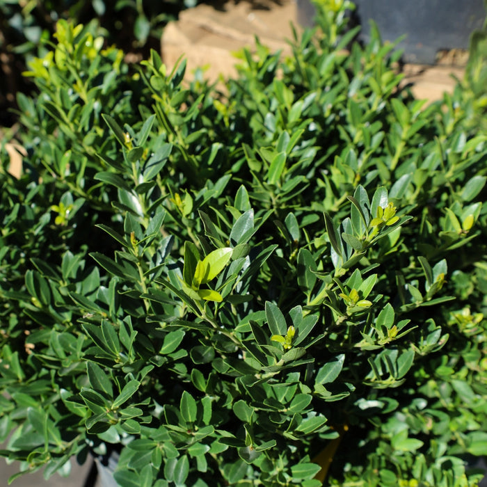 Close-up of Hoogendorn Holly fine-textured glossy dark green foliage