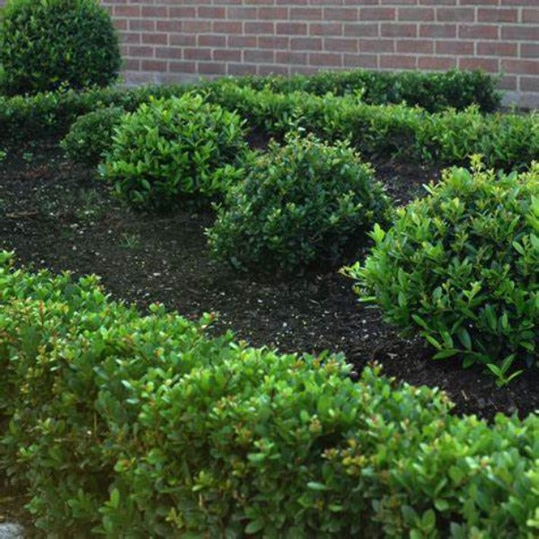 Hoogendorn Holly massed in a border for evergreen structure and low-maintenance coverage