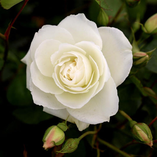 Stunning white Iceberg rose bush, perfect for a cottage garden
