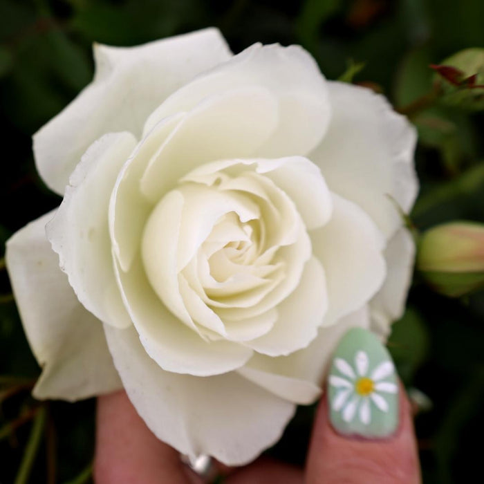 Close-up of Iceberg floribunda rose showing crisp white semi-double petals in a cluster with light fragrance and clean, classic form