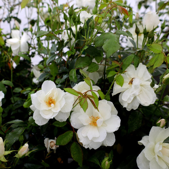 Iceberg rose shrub in full sun with bright white clustered blooms and glossy green foliage brightening a border beside evergreen shrubs