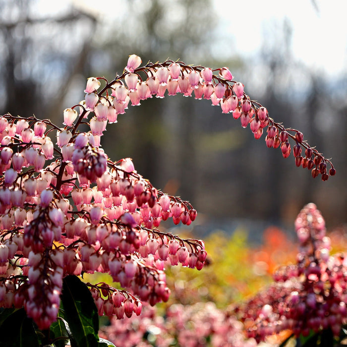 Pink bell-shaped flowers on Katsura Pieris in early spring