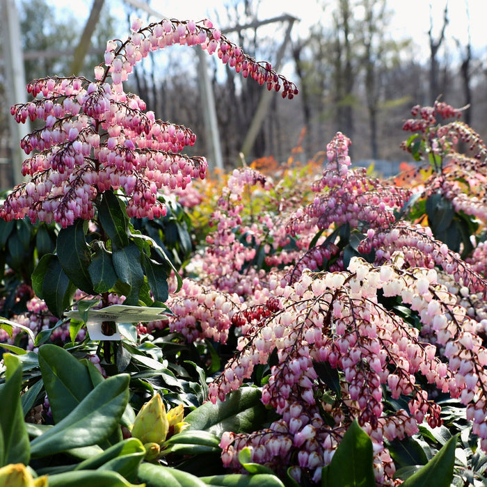 Compact Katsura Pieris evergreen shrub in a woodland-style border