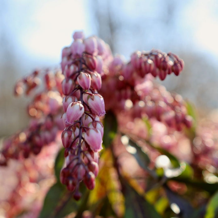 Pieris Katsura Flowers Closeup
