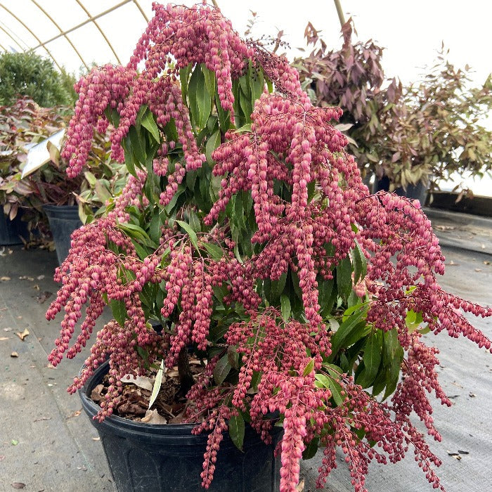 pieris katsura in a 3-Gallon Pot