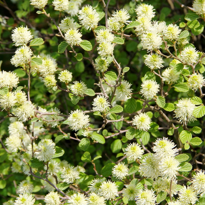 Legend of the Fall® Fothergilla with fragrant white spring flowers and green foliage