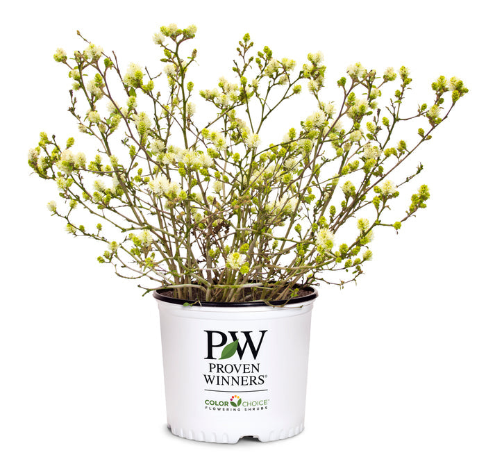 A potted flowering shrub with many small pale yellow blossoms and green buds on branching stems, shown in a white nursery pot with the text 'PW Proven Winners' and 'Color Choice Flowering Trees' on a plain white background.