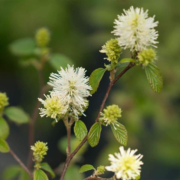 Legend of the Fall® Fothergilla blooming with white bottlebrush flowers in spring