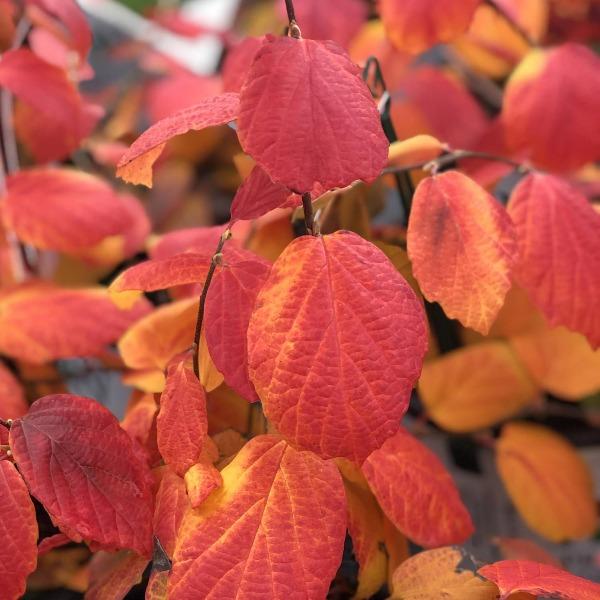 Rounded native Legend of the Fall® Fothergilla in a woodland garden setting