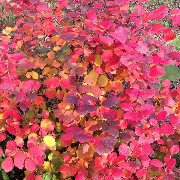 Brilliant red, orange, and yellow fall color on Legend of the Fall® Fothergilla