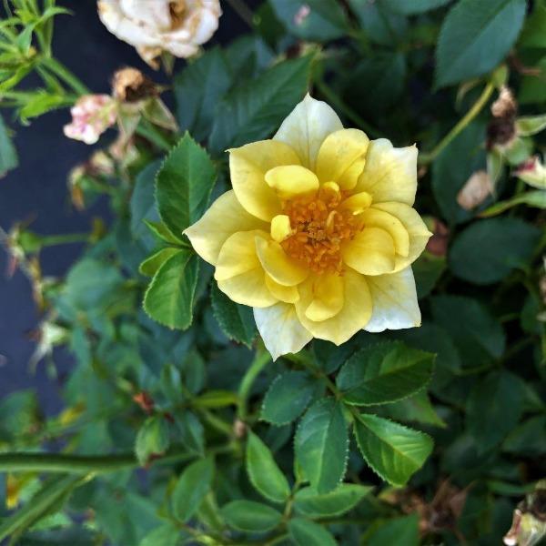 Lemon Drift Rose with creamy yellow blooms and glossy green foliage for sunny borders