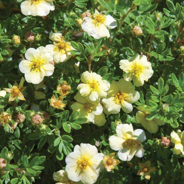 Compact Lemon Drift groundcover rose used along a sunny garden border