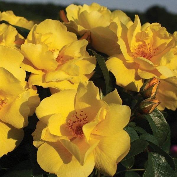 Lemon Drift Rose Bushes with glossy dark green foliage and repeat blooms
