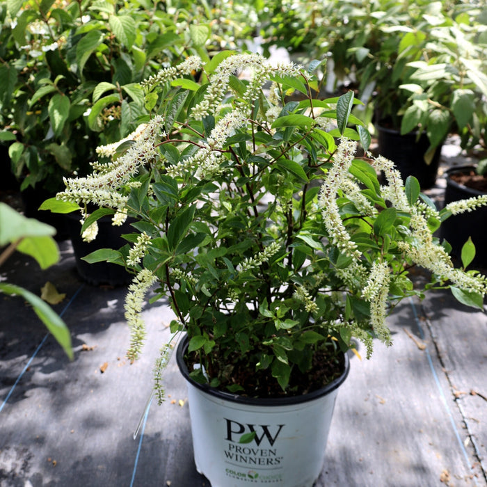Little Henry Sweetspire in a 3-Gallon Pot