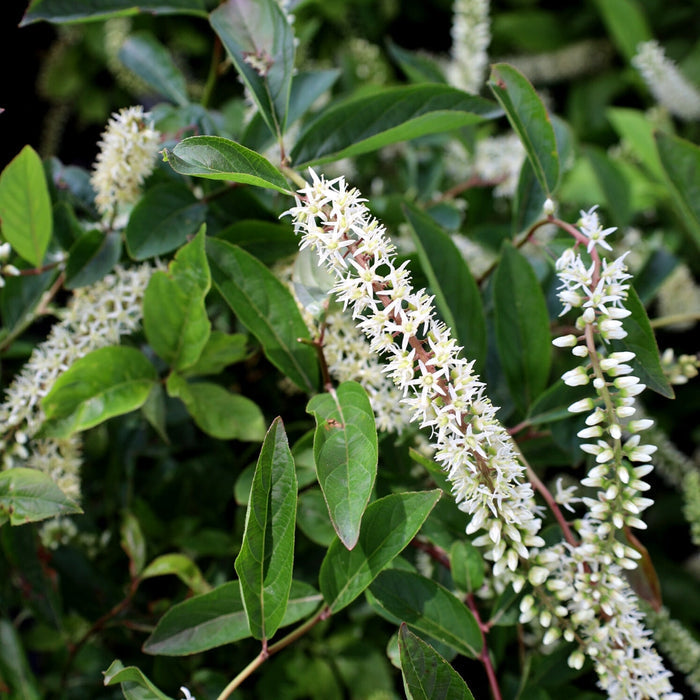 Close-up of Little Henry® Sweetspire flowers and dark green foliage in late spring