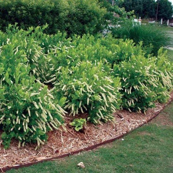 Little Henry® Sweetspire with fragrant white flower spikes growing as a compact native shrub in a landscape bed