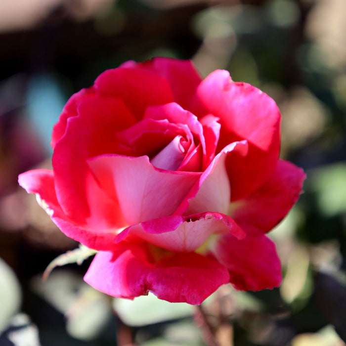 Close-up of Love rose showing velvety red petals and classic high-centered bloom form, ideal long-stem flowers for cutting bouquets