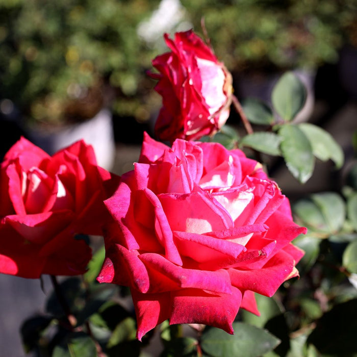 Love rose in a large patio container near a sunny entry, producing red blooms on long stems for cutting and seasonal color impact