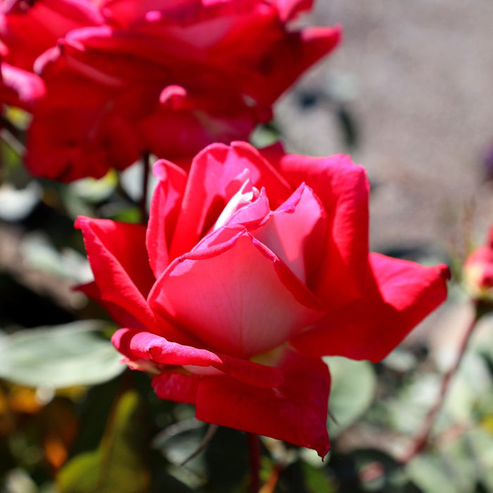 Love grandiflora rose shrub in full sun with rich red blooms on long stems, upright habit and glossy green foliage in a border bed