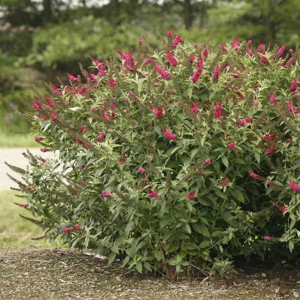 Mature Miss Molly Butterfly Bush with dense branching, green to silvery-green foliage, and a rounded 4 to 5 foot habit
