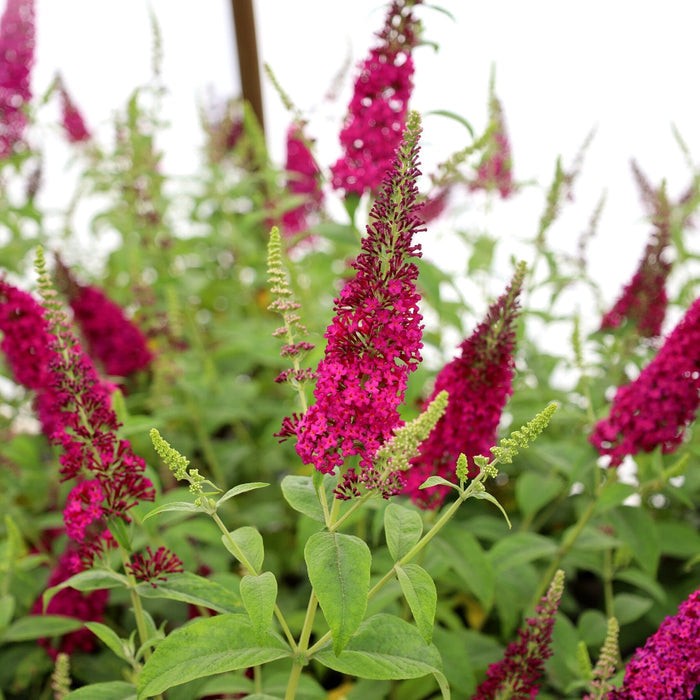 Miss Molly Butterfly Bush growing in a sunny garden bed with a full branching habit and vivid magenta flower spikes in summer