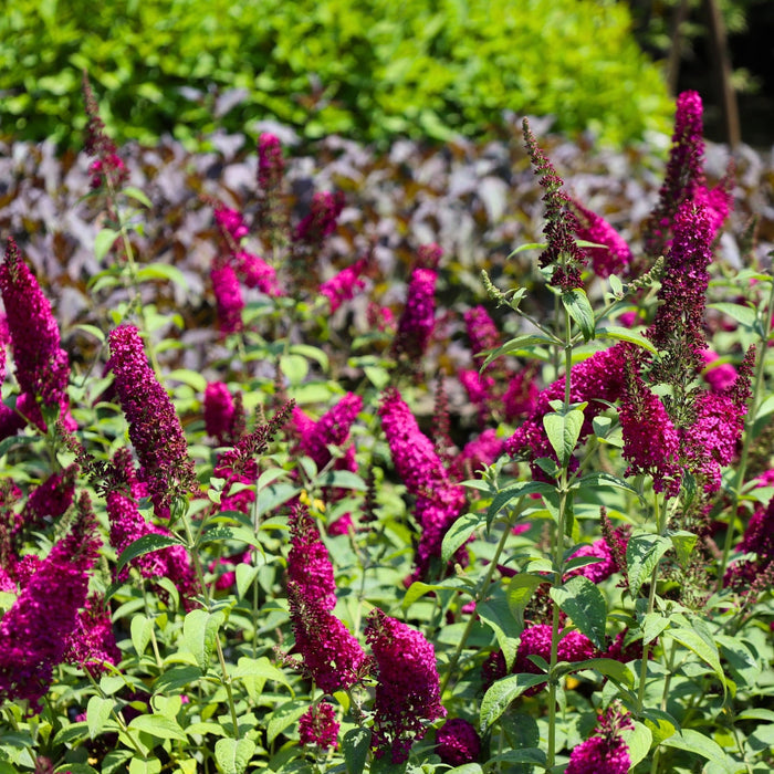 Miss Molly Butterfly Bush planted in a sunny pollinator border with perennials and ornamental grasses for long-lasting summer color