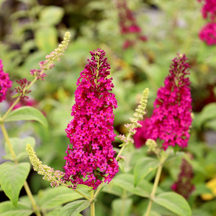 Close-up of Miss Molly Butterfly Bush flowers showing rich magenta-red clustered blooms on upright summer flower spikes