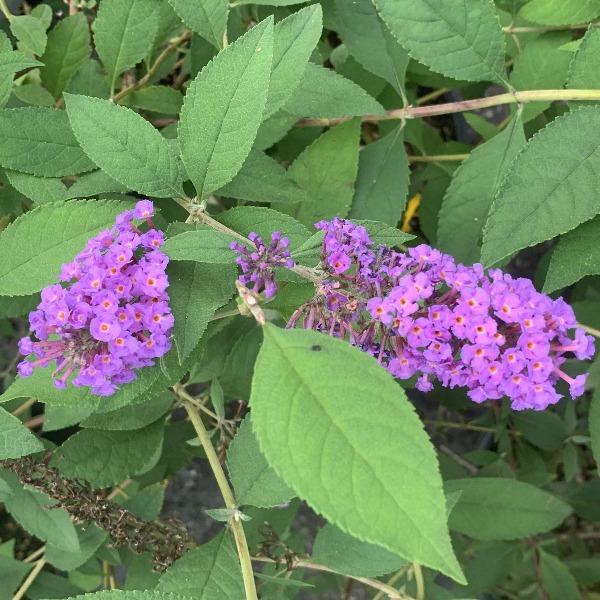 nanho purple butterfly bush with green serrated leaves