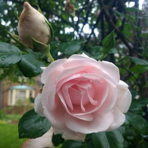 New Dawn rose cluster with shell-pink petals and visible golden stamens, showing fragrance-friendly semi-double flower form.