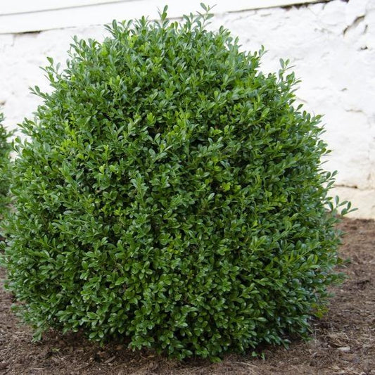 NewGen Independence® boxwood, compact, rounded shrub 3–4 ft tall and wide, ideal for hedges and foundation beds.