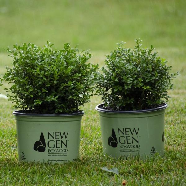 Independence Boxwoods  in 3-gallon containers