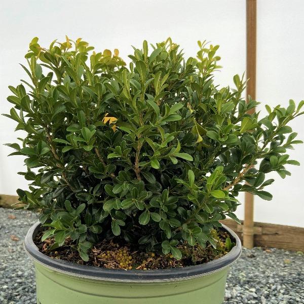 Close-up of NewGen Independence® boxwood leaves, bright green new growth maturing to deep green, showing tight evergreen texture.