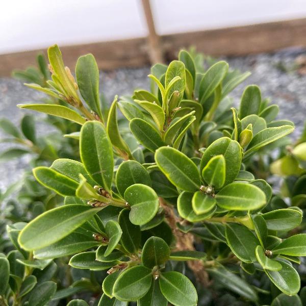 NewGen Independence Boxwoods are a great alternative to English Boxwoods