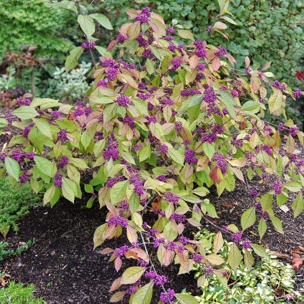 Profusion Beautyberry covered in vivid purple berry clusters in fall