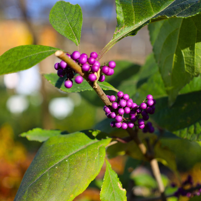 Dense purple berry clusters on Profusion Beautyberry in late fall