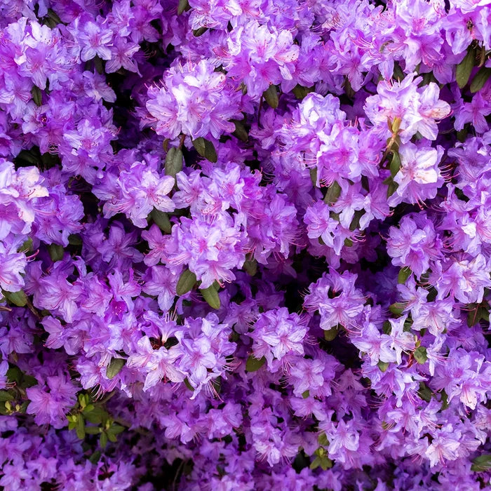 Purple Gem Rhododendron covered in vivid purple spring flowers with compact evergreen foliage in a shaded foundation planting