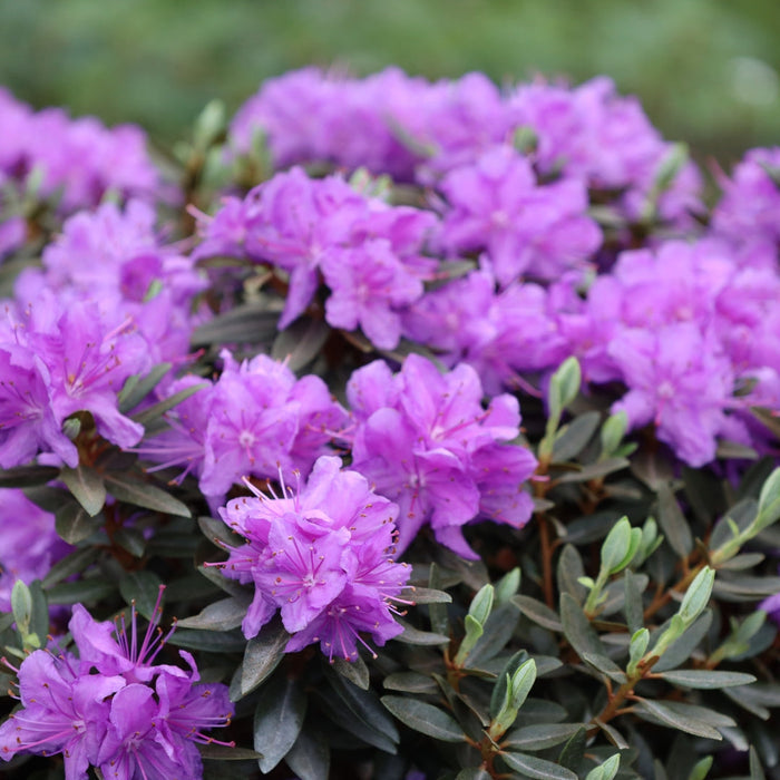 Close-up of Purple Gem Rhododendron violet-blue flowers blooming above dark evergreen leaves