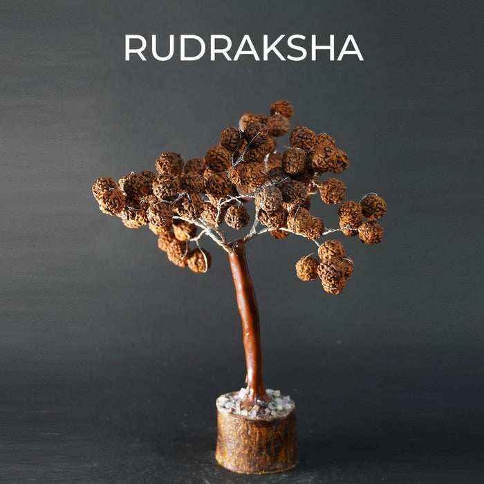 Rudraksha Tree
