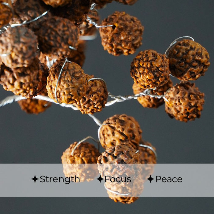 Rudraksha Tree